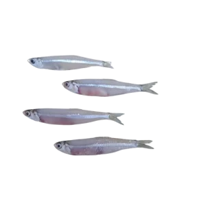 Anchovy