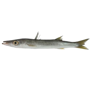 Barracuda Yellow Tail