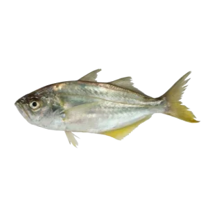 False Trevally