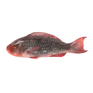 Parrot fish (Red)