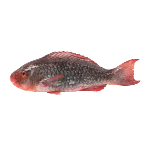 Parrot fish (Red)