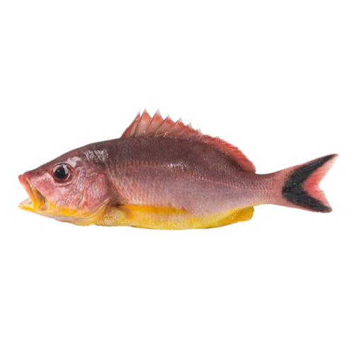 Snapper Red (Yellow Belly)
