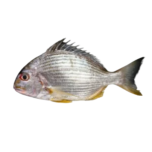 Yellow bream