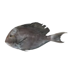 Doctor fish