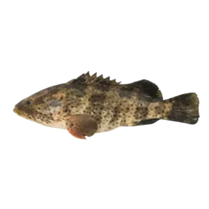 Black Dotted Grouper