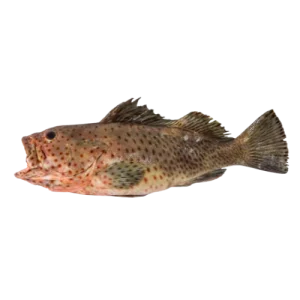 Red Dotted Grouper