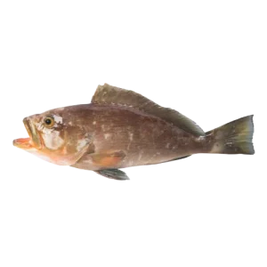 Grey Dotted Grouper