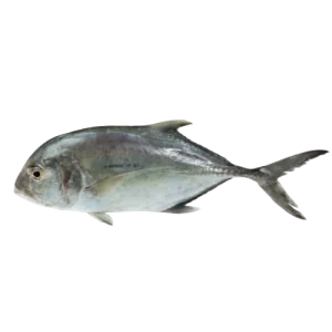 Giant Trevally