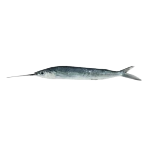 Halfbeak