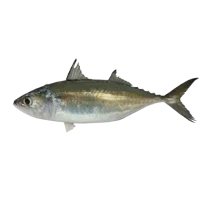 Indian mackerel