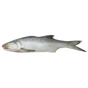 Indian Salmon