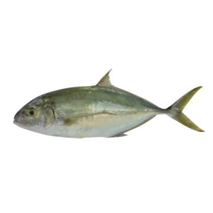 Jack fish