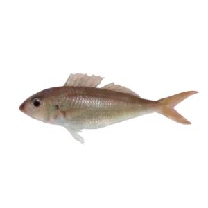 Japanese Threadfin Bream