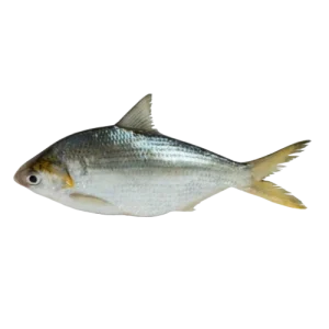 Koyya