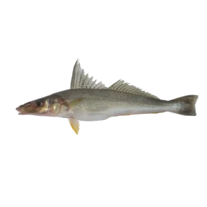 Ladyfish
