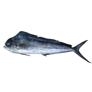 Mahi mahi