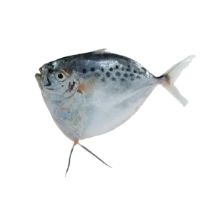 Moon fish