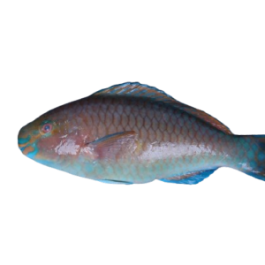 Parrot fish (Green)