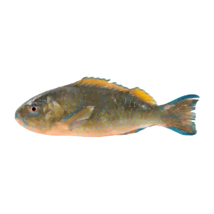 Parrot fish (Blue)