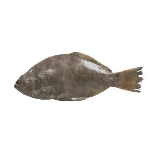 Indian Halibut