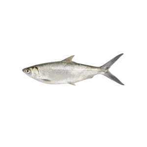 Milk fish
