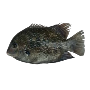 Pearl spot