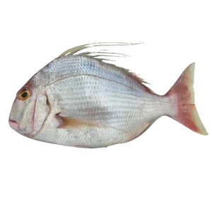 Pink Bream