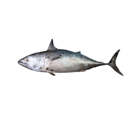 Bonito Tuna