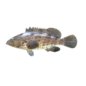 Brown Dotted Grouper