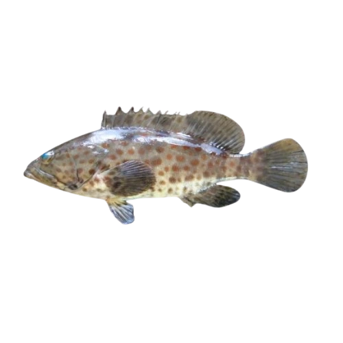 Brown Dotted Grouper