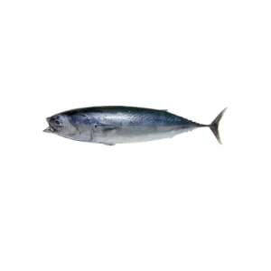 Frigate Tuna