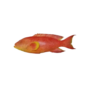 Moon tail fish