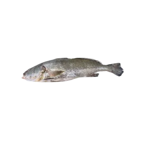 Ghol fish