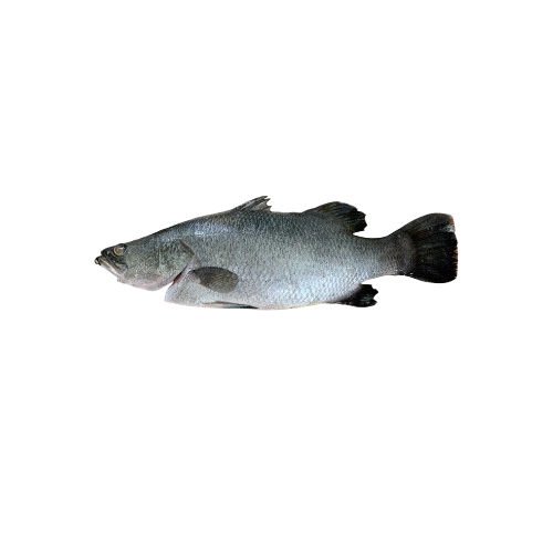 Barramundi Farmed
