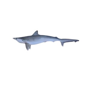 Milk Shark
