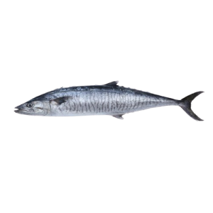 Kingfish