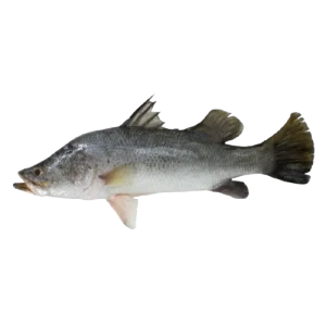 Barramundi