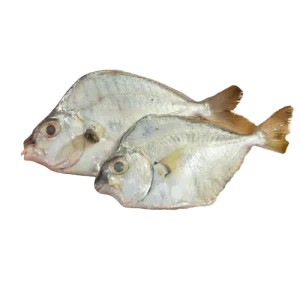 Pony fish