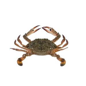 Blue Crab (Female)