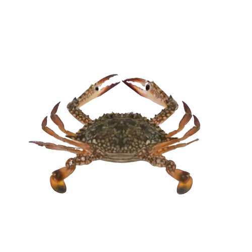 Blue Crab (Female)