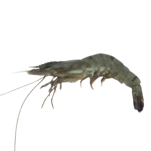 Black Tiger Prawns