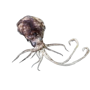 Broad Squid