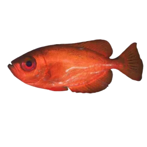 Glass eye Snapper