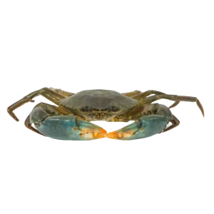 Mud Crab