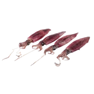 Needle Squid