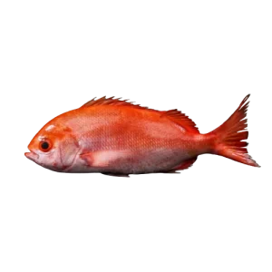 Pinjalo (Diana)