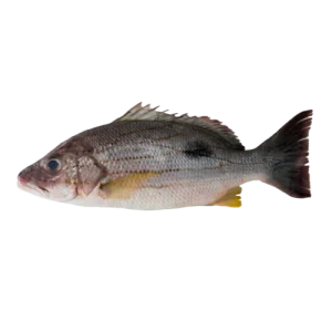 Red Snapper (Pink Stripe)