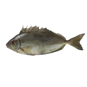 Rabbit fish otti