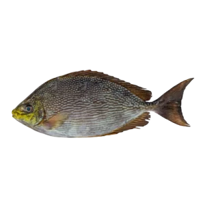 Rabbit fish ora