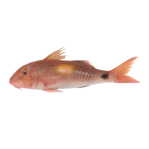 Red mullet